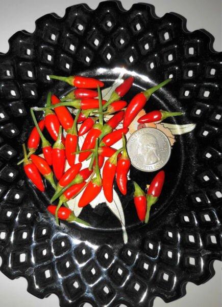 Fresh 25 Seeds Siling Labuyo Chili Pepper - Rare Filipino Seeds Hot Food Garden