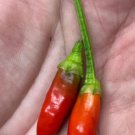 Fresh 25 Seeds Diavolicchio Calabrian Peppers Little Devil Italian Picante Calabrese Garden