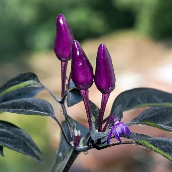 Fresh 25 Seeds Black Prince Pepper Seeds Edible Vegetable Garden