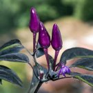 Fresh 25 Seeds Black Prince Pepper Seeds Edible Vegetable Garden