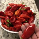 Fresh 25 Seeds Trinidad Pimento Pepper Heirloom Seeds Organically Grown Vegetable Garden