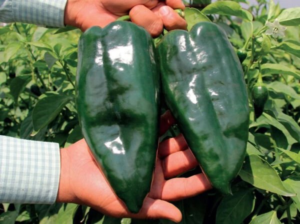Fresh 25 Seeds Ancho Poblano Pepper Large Vegetable Edible Food Hot Huge Garden