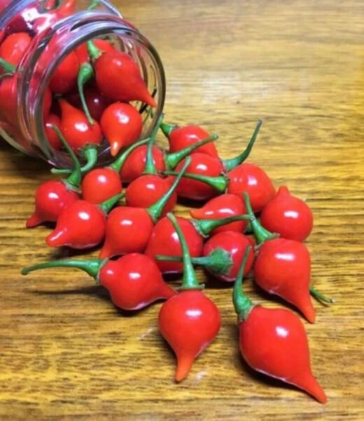 Fresh 25 Seeds Biquinho Red Pepper Heirloom Seeds - Capsicum Chinense Var. Pimenta Garden