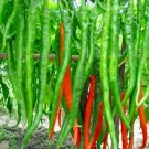 Fresh 25 Seeds Nanjing Pepper Thin Long Seeds Vegetable Edible Planting Food Garden
