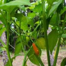 Fresh 25 Seeds Aji Caballero Gentlemen Hot Pepper (Capsicum Frutescens) Food Garden