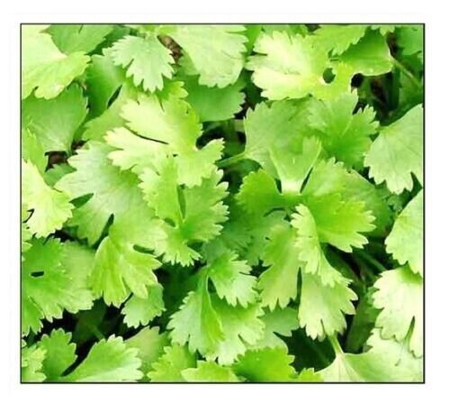 Fresh 100 Cilantro Seeds Non-Gmo Heirloom Seeds Food Garden