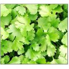 Fresh 100 Cilantro Seeds Non-Gmo Heirloom Seeds Food Garden