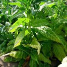 Fresh 1000 Golden Burley Tobacco Seeds Garden