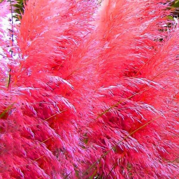 Fresh 200 Seeds Pink Pampas Grass Seeds Rare Unual Stunning Bright Color Red Garden