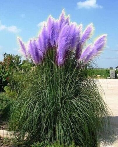 Fresh 200 Seeds Purple Pampas Grass Lavender Seeds Rare Unual Stunning Garden