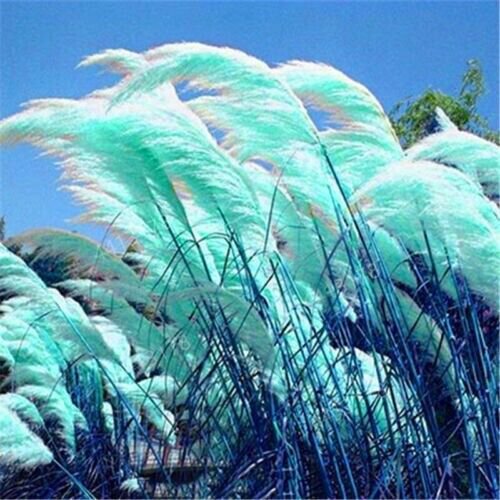 Fresh 200 Seeds Teal Blue Pampas Grass Seeds Rare Unual Stunning Flower Garden