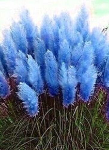Fresh 200 Seeds Navy Blue Pampas Grass Seeds Rare Unual Stunning Flower Garden