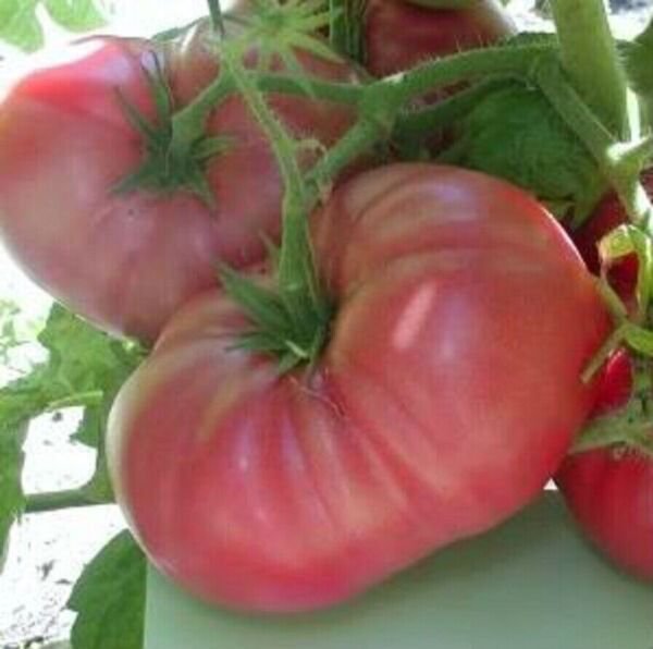 Fresh 50 Seeds Artic Rose Tomato Planting Tomatoes Food Garden