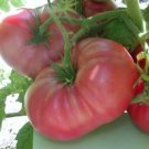 Fresh 50 Seeds Artic Rose Tomato Planting Tomatoes Food Garden