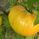 Fresh 50 Seeds Aunt Gertie'S Gold Tomato Planting Tomatoes Food Garden
