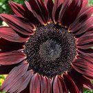 Fresh 50 Seeds Maroon Sunflowers Dark Red Planting Sunflower Large Flowers Garden