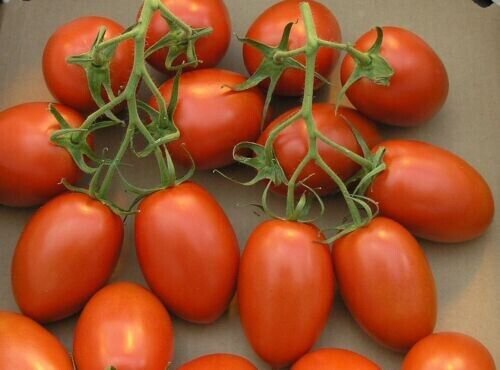 Fresh 50 Seeds Roma Tomato Vegetable Planting Tomatoes Garden