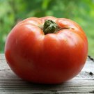 Fresh 50 Seeds Celebrity Tomato Vegetable Planting Tomatoes Garden