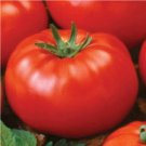 Fresh 50 Seeds Ace Tomato Planting Tomatoes Garden