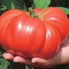 Fresh 50 Seeds Andrew Rahart'S Jumbo Tomato Planting Tomatoes Garden