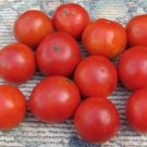 Fresh 50 Seeds Andrina Tomato Planting Tomatoes Garden