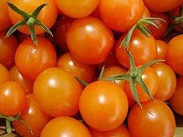Fresh 50 Seeds Amarillo Tomato Planting Tomatoes Garden