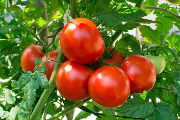 Fresh 50 Seeds Better Boy Tomato Vegetable Planting Tomatoes Food Garden