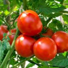 Fresh 50 Seeds Better Boy Tomato Vegetable Planting Tomatoes Food Garden