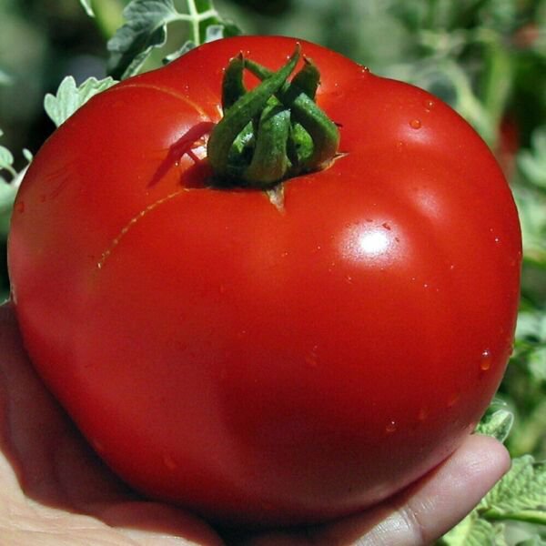 Fresh 50 Seeds Early Girl Tomato Vegetable Planting Tomatoes Garden