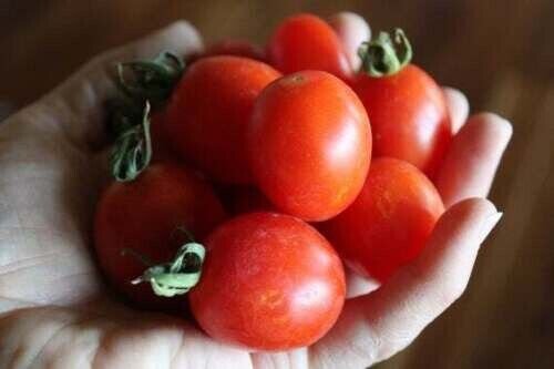 Fresh 50 Seeds Grappoli D'Inverno Tomato Planting Tomatoes Garden