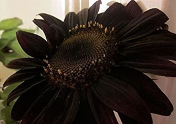 Fresh 50 Seeds Black Sunflowers Huge Planting Sunflower Large Flowers Floral Garden
