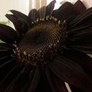 Fresh 50 Seeds Black Sunflowers Huge Planting Sunflower Large Flowers Floral Garden