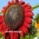 Fresh 50 Seeds Red Sunflowers Huge Planting Sunflower Large Flowers Floral Garden
