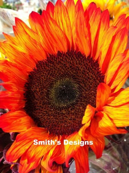 Fresh 50 Seeds Orange Sunflowers Huge Planting Sunflower Large Flowers Floral Garden