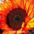 Fresh 50 Seeds Orange Sunflowers Huge Planting Sunflower Large Flowers Floral Garden