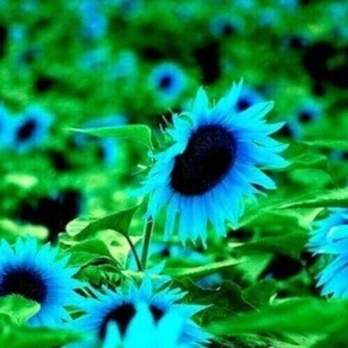 Fresh 50 Seeds Blue Dwarf Sunflowers Flower Large Flowers Garden