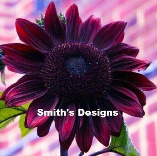 Fresh 50 Seeds Chocolate Cherry Sunflowers Planting Sunflower Large Flowers Garden