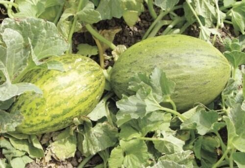 Fresh 25 Seeds Camouflage Melon Planting Fruit Melons Juicy Sweet Garden