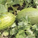 Fresh 25 Seeds Camouflage Melon Planting Fruit Melons Juicy Sweet Garden