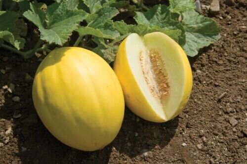 Fresh 25 Seeds Canary Melon Juicy Yellow Melons Easy To Grow Fast Growing Fruit Garden