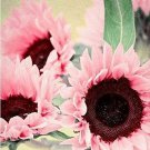 Fresh 50 Seeds Pink Sunflowers Huge Planting Sunflower Large Flowers Floral Garden