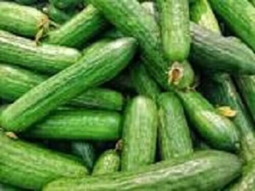 Fresh Cucumber Seeds 25 Veggies Pickles Pickling Cucumbers Garden