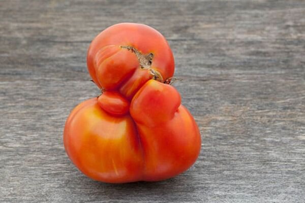 Fresh 50 Seeds Ugly Tennessee Tomato Seeds Unique Shaped Tomatoe Garden