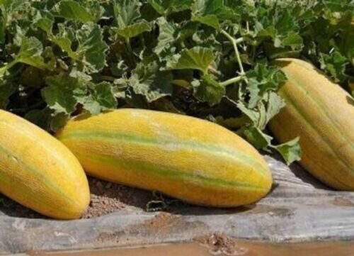 Fresh 25 Seeds Persian Melons Sweet Juicy Tasting Farm Planting Fruit Garden
