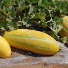 Fresh 25 Seeds Persian Melons Sweet Juicy Tasting Farm Planting Fruit Garden