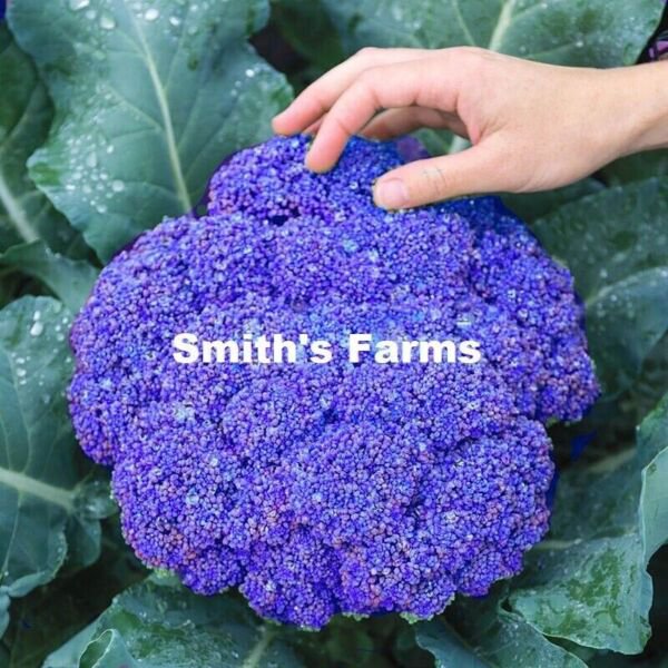 Fresh 25 Seeds Purple Broccoli Hybrid Vegetable Planting Easy Growing Food Garden