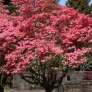 Fresh 10 Seeds Ruby Red Dogwood Tree Planting Trees Garden