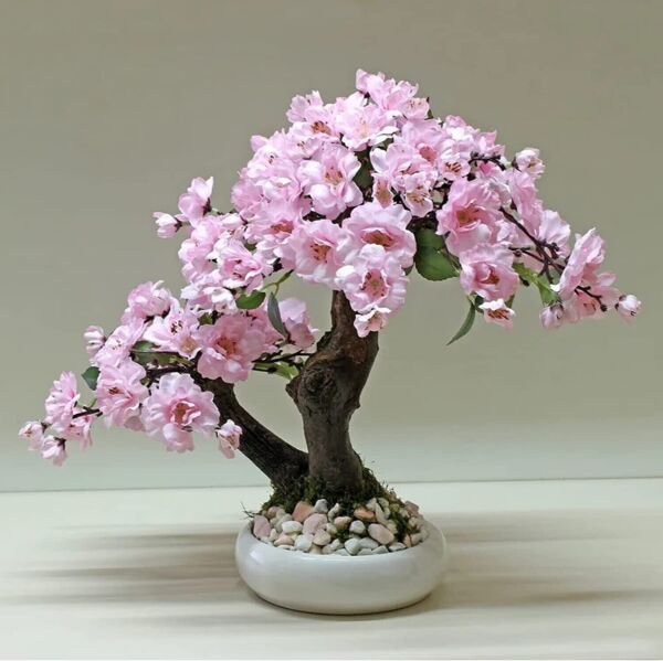 Fresh 10 Seeds Pink Japanese Maple Tree Hoe Plant Hulled Seeds !!! Garden