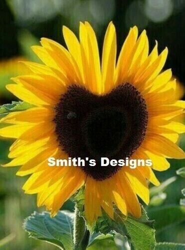 Fresh 50 Seeds Heart Shaped Sunflowers Huge Sunflower Large Flowers Floral Garden