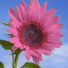 Fresh 50 Seeds Deep Pink Sunflowers Huge Planting Sunflower Large Flowers Garden